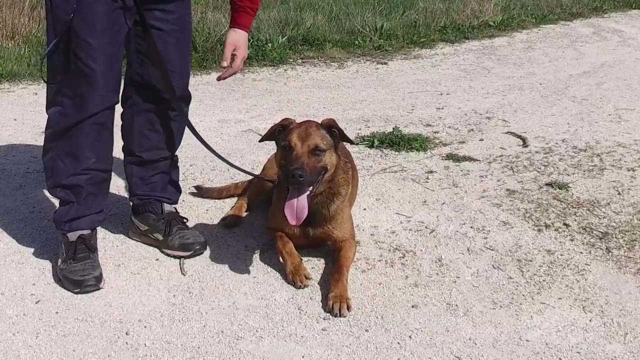 Bolton attend sa famille au refuge SaintRoch de Valence YouTube