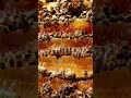 #arıcılık #bee #beefeater #beekeeper #workerbee #honey #honeybeesting #beekeeping #savethebees #bee