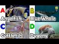 ABC phonics animals | ABC Sea Animals song | English and Animals for Kids #angelfishs