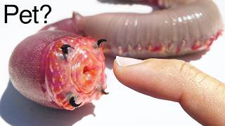 I Got A Pet Bloodworm Seriously