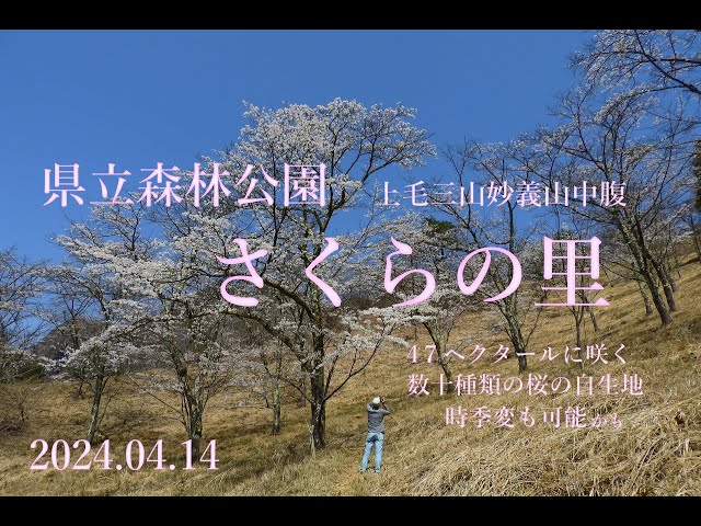 上毛三山妙義山中腹　県立森林公園【さくらの里】　2024. 04 .14