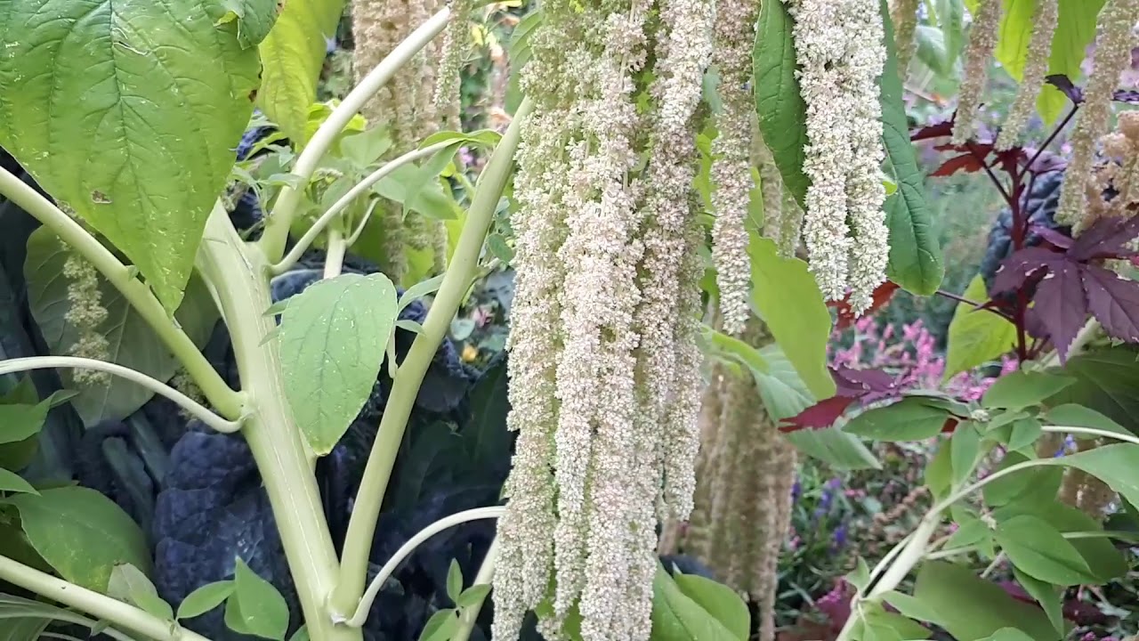 Amaranthus caudatus  grow, care & harvest (Love lies bleeding plant)