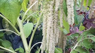 Amaranthus Caudatus Grow, Care & Harvest Love Lies Bleeding Plant