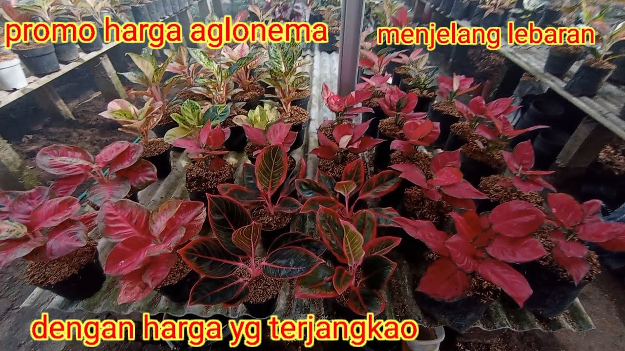 Promo harga aglonema menjelang lebaranDDengan harga terjangkao