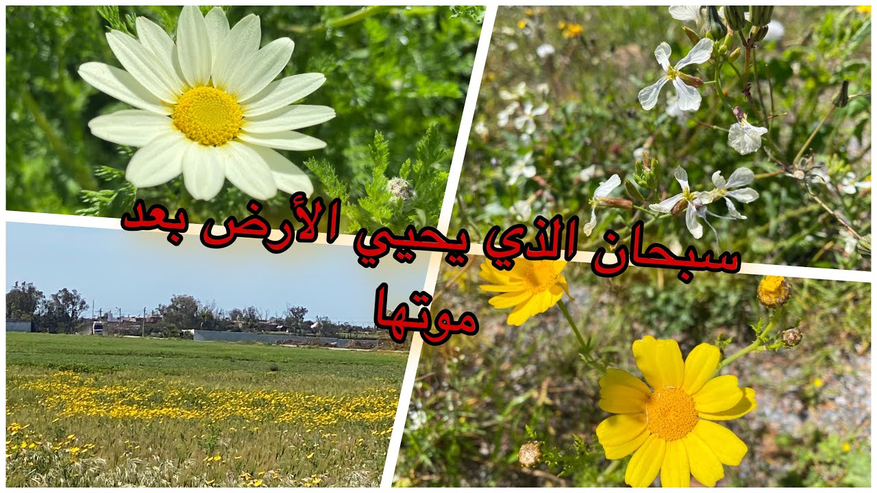 جولة معي انا و زوجي في طبيعة من بعد الامطار (الحمدلله)