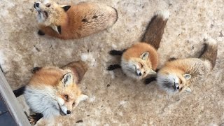 Japan's 'cat islands' are cute but harmful