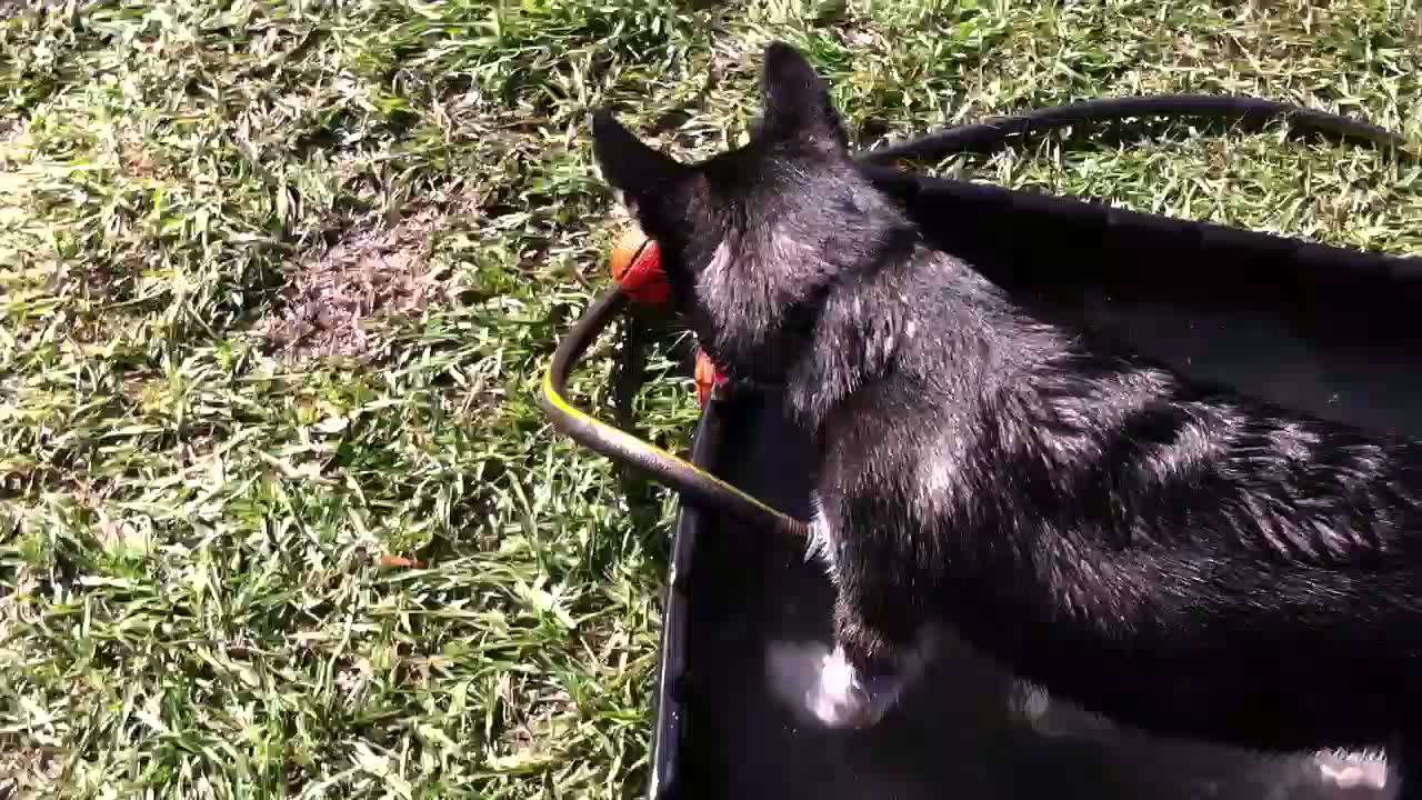 Siberian Husky Puppy Sky With Cloey at Dog Park