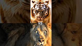 LION VS TIGER ,LIGER,TIGON BITE FORCE, COMPARISON