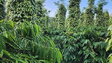 HÀNG THƠM GIÁ RẼ BÈO NHÈO 3.8 HA CÀ PHÊ  HỒ TIÊU AO CÁ TO BÁM 550 MÉT ĐƯỜNG THỔ CƯ LH 0979.653.223