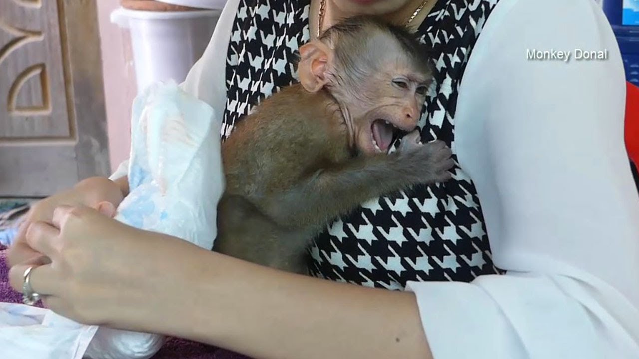 Monkey Baby Donal Shout Loudly When Ware Diaper And Get Milk