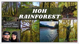 Winter in the Hoh Rainforest: Exploring the Hall of Mosses, Spruce Trail & Hoh River Trail | 2024