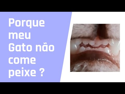 Vídeo: Por Que Um Gato Não Come Peixe?