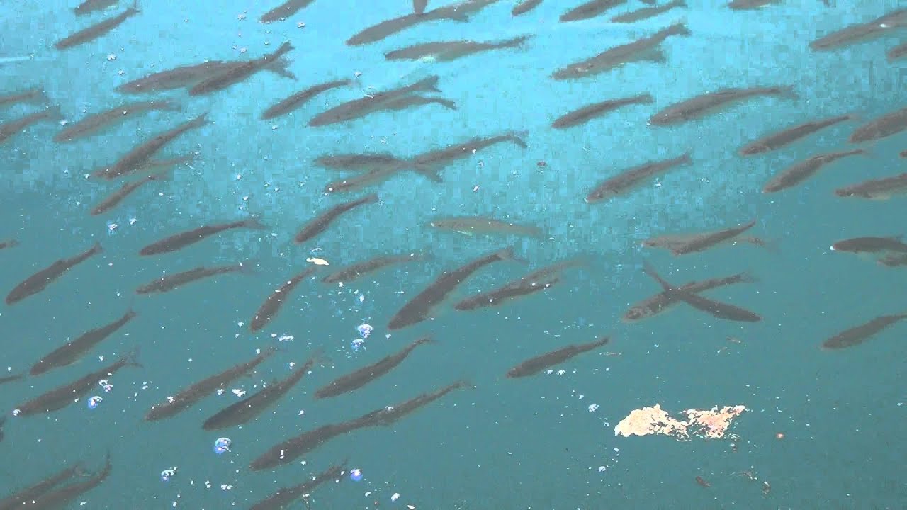 田沢湖にて魚を撮影 Youtube 田沢湖にて魚を撮影 Youtube