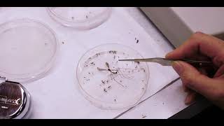 A day in the life of our Entomologist