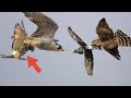 Сокол Сапсан Ястреб Тетеревятник ловят голубей. Falcon Peregrine Hawk Goshawk are catching pigeons.