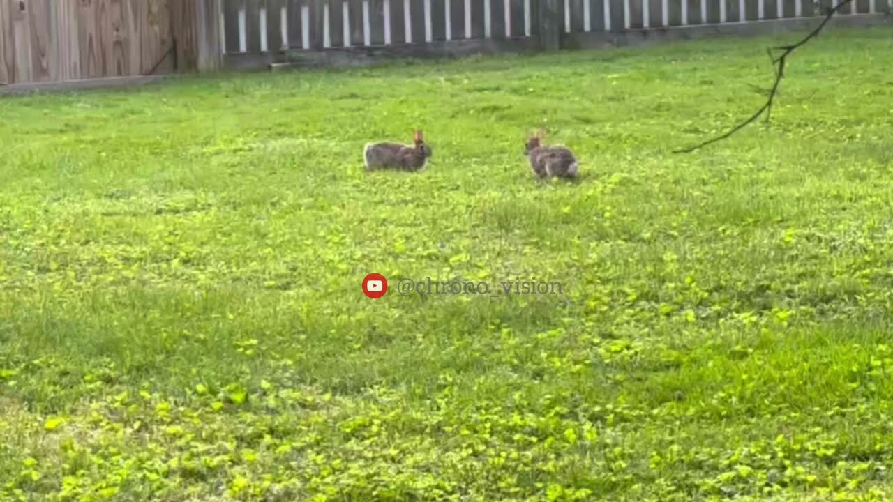 Bunnies Playing in My Backyard 🐰 | Adorable Rabbit Moments in Natural Habitat 