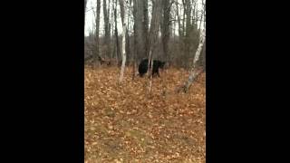 Bear watching in Pennington