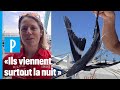 Vende globe  le poisson volant le visiteur inattendu des skippers