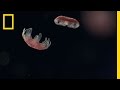 Sea Nettle Jellyfish Growth and Characteristics