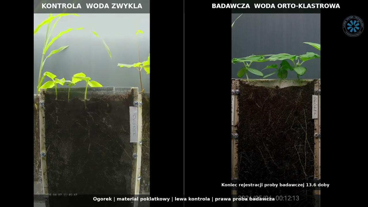 Korzeń ogórka: 4,15 cm/dobę vs 1,64 cm/dobę