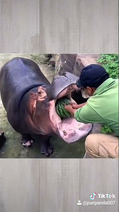 2021 11 04 @tk_animal_world 695346456231323