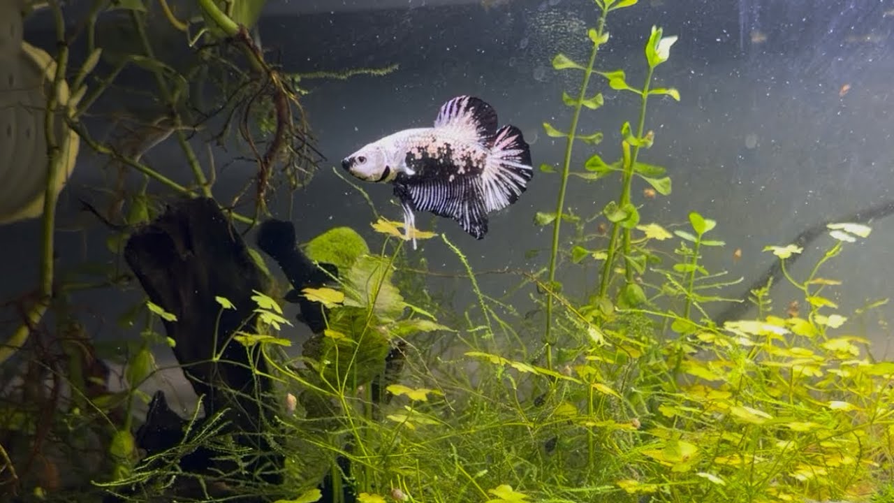One Hour of Meditation Music with No Bones The Betta