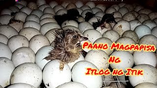 Newly Hatched Itik Pinas