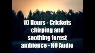 10 Hours - Crickets Chirping and Forest Ambience - HQ Audio
