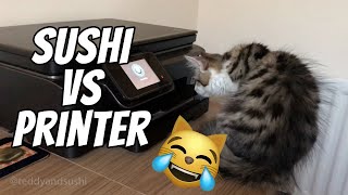 Cat vs Printer | Printer 1- Sushi 0 by Teddy and Sushi 14,995 views 2 years ago 45 seconds