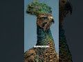 What happens if you crossed a peacock with a hawk? #animals #whatif #viral #animals