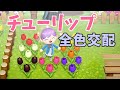 【あつ森】紫のチューリップがほしい!チューリップ全色交配の仕方【花交配】