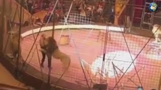 Лев напал на дрессировщика в луганском цирке