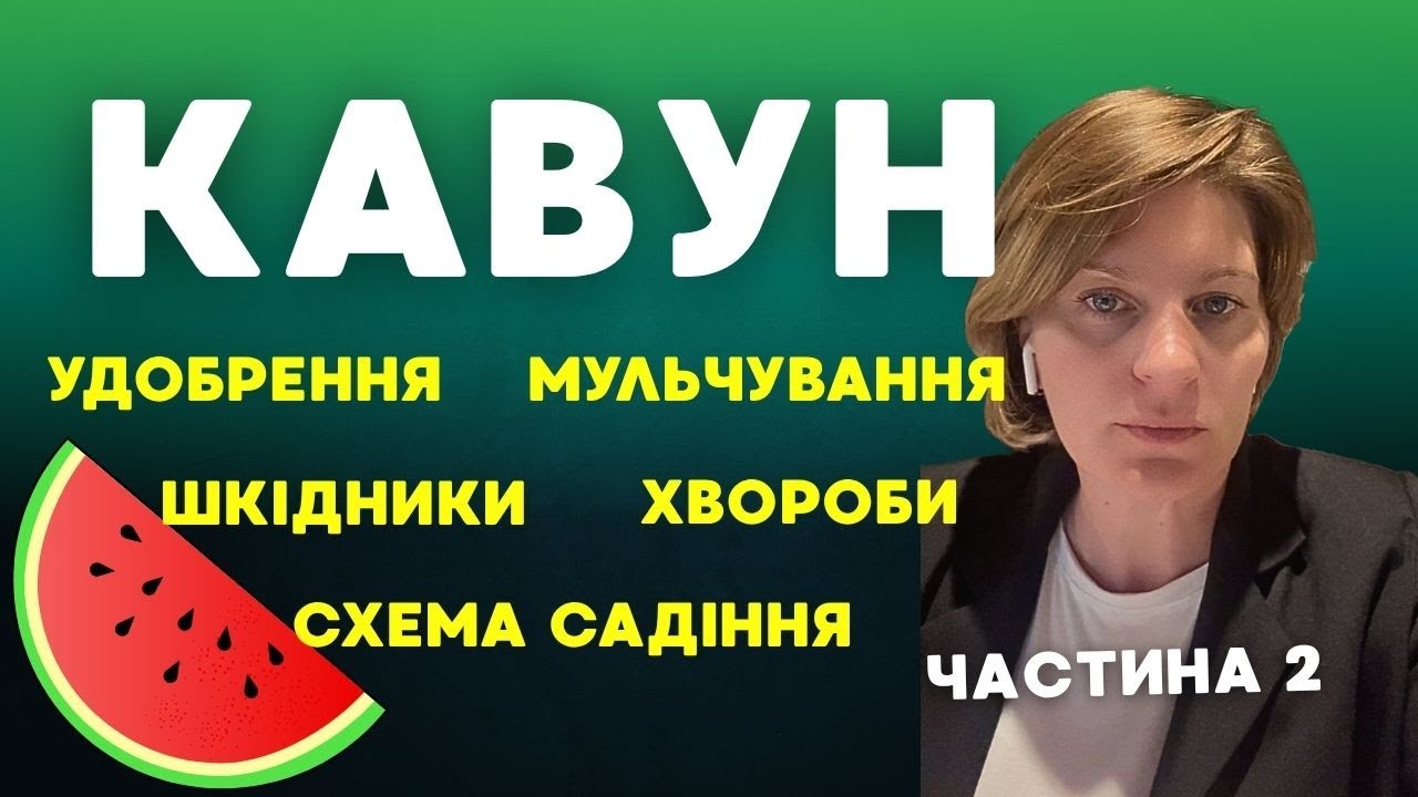 Вирощування кавуна: схема садіння, удобрення, мульчування, шкідники, хвороби, гряди. Ч.2