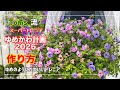 挿し芽MIXで「ゆめのようにかわいいトレニア」を育てる ゆめかわ計画2026始動します 梅雨が適期なので是非挑戦してみてください