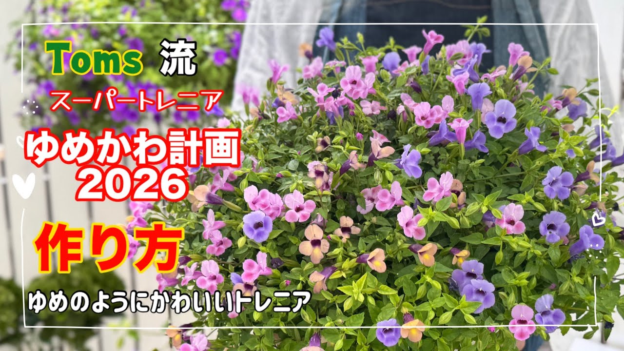 挿し芽MIXで「ゆめのようにかわいいトレニア」を育てる ゆめかわ計画2026始動します 梅雨が適期なので是非挑戦してみてください