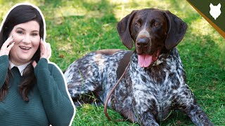 ARE GERMAN SHORTHAIRED POINTER GOOD FOR FIRST TIME OWNERS by Fenrir German Shorthaired Pointer Show 2,133 views 3 years ago 7 minutes, 28 seconds