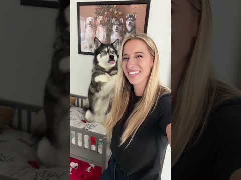 My dog refuses to take a bath… #dogsofyoutube #dog #dogs #husky #huskies