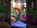 funny animal swimming