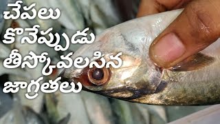 Fish and Prawn Quality Checking | Chennai Fish Market | Caution when fish buying