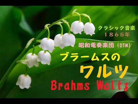 ブラームスのワルツ第15番 愛のワルツ Brahms Waltz 1865年 インストdtm 昭和電奏楽団 Shouwa Computer Orchestra クラシック Classical 4 Youtube ブラームスのワルツ第15番 愛のワルツ Brahms Waltz 1865年 インストdtm 昭和電奏楽団 Shouwa Computer Orchestra クラシック Classical 4 Youtube