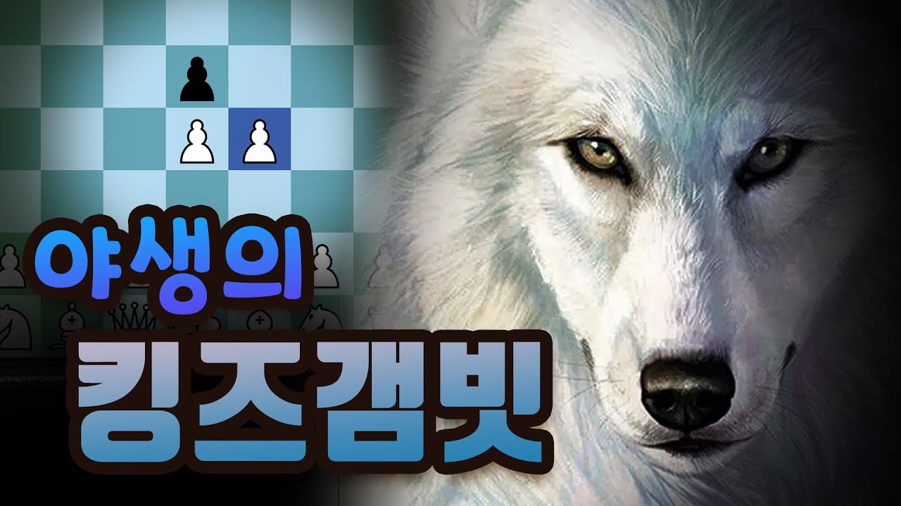 야생의 킹즈갬빗