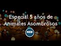 Especial 5 años de Animales Asombrosos (el setup)