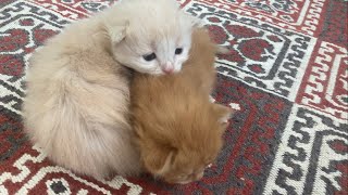 Cats growing up😁 by Youtuber Cats 659 views 1 year ago 1 minute, 17 seconds