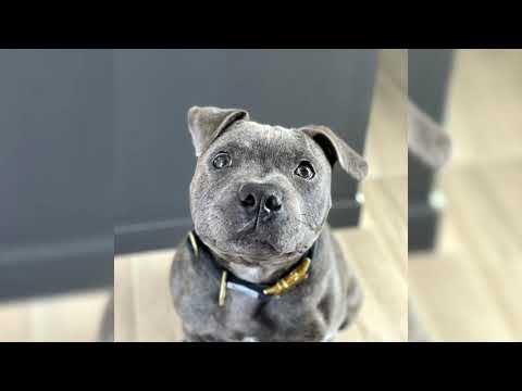 Video: La tua guida alla socializzazione di Bull Terrier