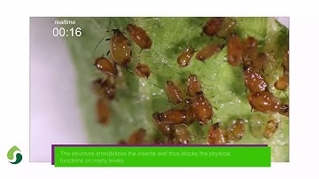 Protac SF information video