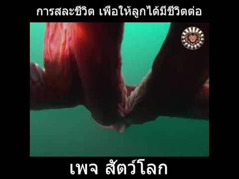 สารคดีสัตว์โลก ep.4