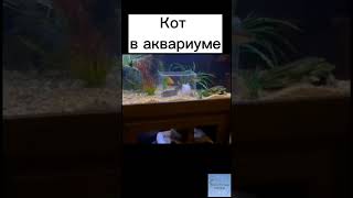 Кот в аквариуме