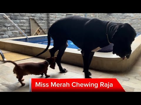 Miss Merah Chewing Raja