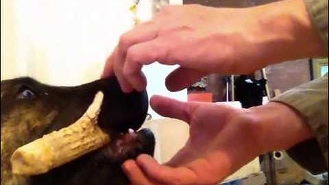 Mouthy puppy, teach hold command. Brooklyn dog training