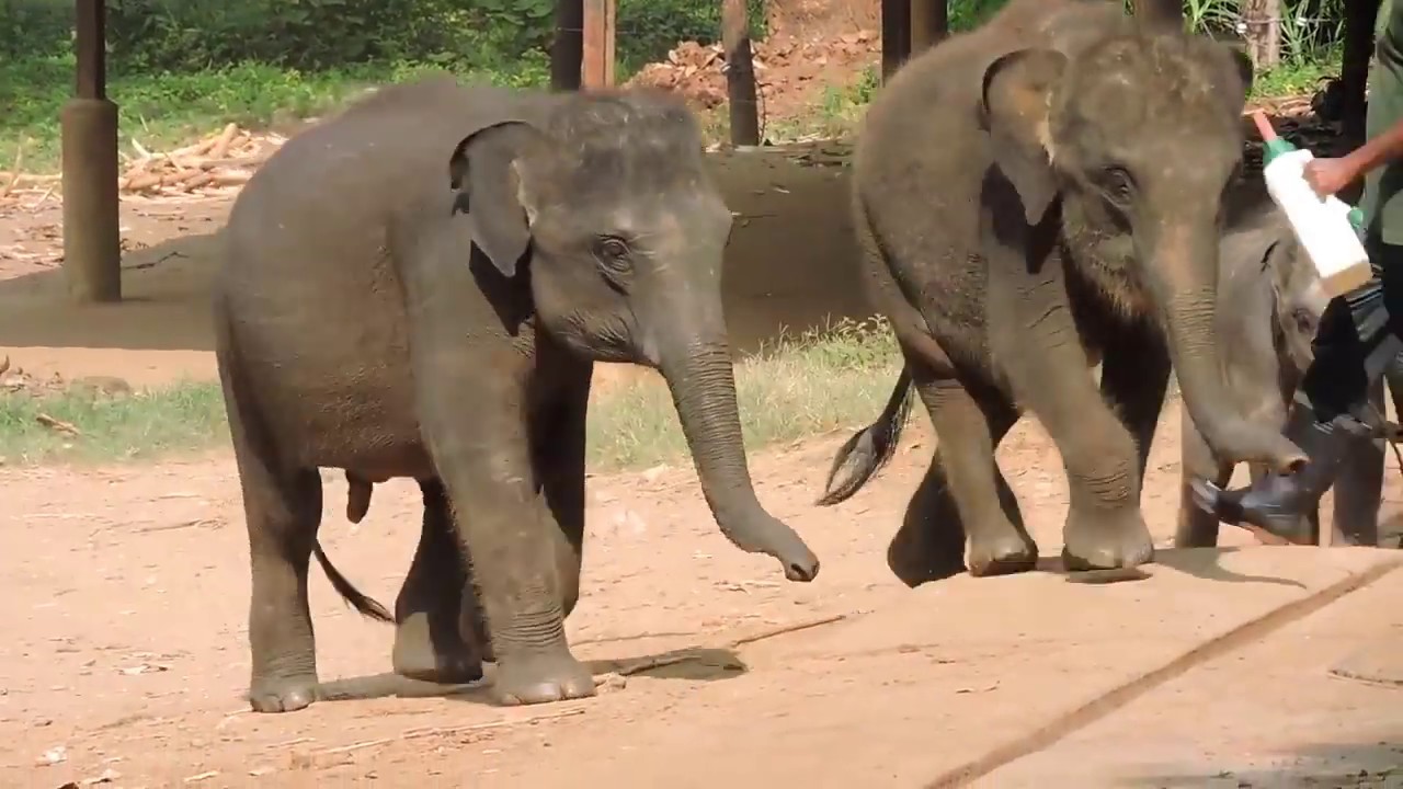 Udawalawe Elephant Transit Home for orphaned baby elephants